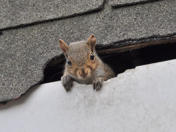 Columbia Wildlife Removal