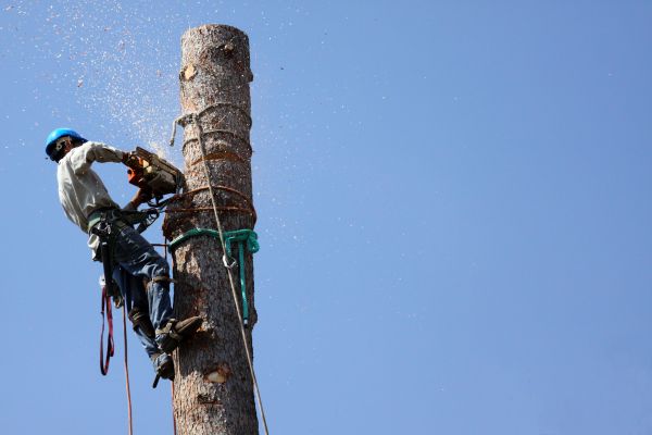 Columbia Tree Removal